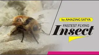 FASTEST FLYING INSECT - Interesting Facts In English, Amazing Facts In English - #Shorts