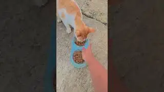 marah rumputnya di makan sapi vs kucing #shorts #sapi #kucing #comedy #trendingshorts
