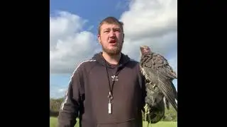 Falconry: Flying fleur to the lure