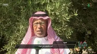 #ديرتنا | معلومات أكثر حول نمو أشجار الزيتون بمنطقة تبوك حيث المناخ المناسب والتربة الزراعية الخصبة.