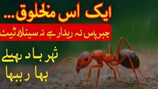 The Lord who gave the ant this intelligence  #Amazing #ants #urdu #hindi #nature