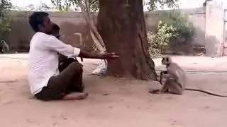 whatsapp videos || funny monkey || comedy Videos || funny tiktok videos | funny tiktok videos