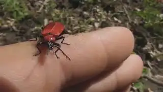 The scarlet lily beetle, red lily beetle, or lily leaf beetle (Lilioceris lilii), is a leaf beetle
