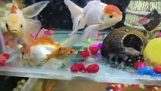 Big gold fish 🐠🐠🐠🐟#planetaquarium #fishtank #koi #aquariumfishmarket 