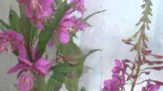 Bedstraw Hawk-Moth (Hyles gallii) on Fireweed