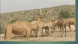 Cute Camel Baby Feeding from Its Mother | Wildlife Moments
