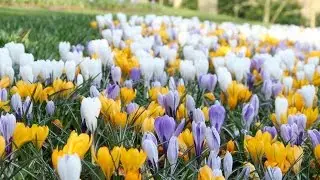 Crocus Mixed Colours - FarmerGracy.co.uk