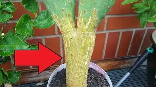 Kaktus verholzt / verkorkt - Verholzte Kakteen Ursache & Hilfe!