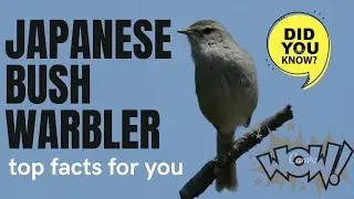 Japanese Bush Warbler facts 🦜Uguisu