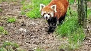 LA NASCITA DI UN PICCOLO PANDA ROSSO
