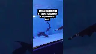 The black ghost knifefish #blackghost #fish #fishing #2024 #sea #special #amazonforest #southamerica