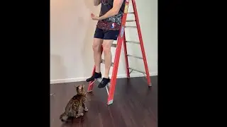 Bengal Cat High Jumping!