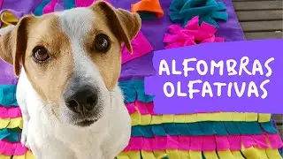 Cómo usar una ALFOMBRA OLFATIVA con tu PERRO - Para qué sirven? - Jose Veterinaria