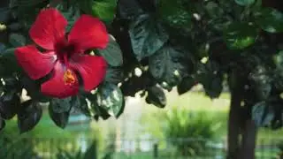Hibiscus close-up video template
