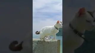 How Cats Land on Their Feet: The Righting Reflex