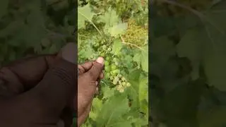 Wild Plant (Cocklebur) #cocklebur #fruit #shortsfeed #nature #amazing #farming #gardening