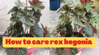 How to grow and care cane begonia/angel wing ||rex begonia Urdu  #canebegoniacare #rexbegoniacare