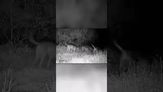 Beaver vs Wolf Pack &ndash; Nighttime Showdown