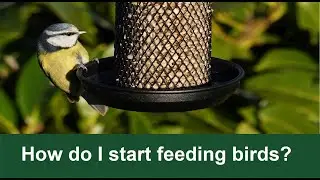 Bird Bites - How to start feeding the wild birds in your garden