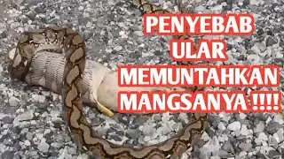 Ular Memuntahkan Mangsanya - Ada Beberapa Penyebab