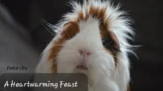Adorable Guinea Pig Enjoying Petga Life: A Heartwarming Feast