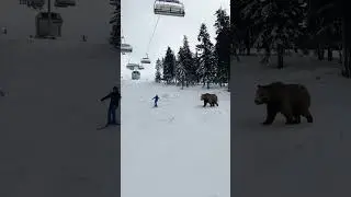 Caution! Brown bear spotted on ski slopes in Romania, 02 February 2024. #poianabrasov
