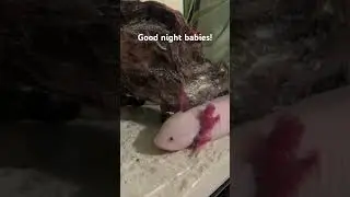 Axolotl Pinky & Shadow going to sleep! Good night everyone. #axolotl #animal
