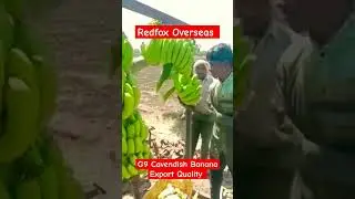 G9 Cavendish Banana Export Quality | Banana Exporter From India| Banana Exporter| Redfox Overseas