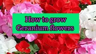 How to Grow & Care  Geranium Flower at Home/Best fertilizer for Geranium plant
