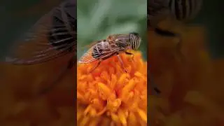Macro Bee 🐝🐝 #macro #macrophotography #macrovideography #camera #photography #nature #insects