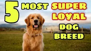 Top 5 Extreme loyal dog breeds in the world in Hindi/Urdu.