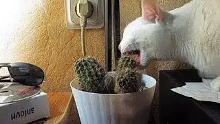 The funniest unexpected CAT MOMENTS on earth !