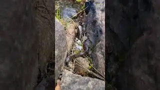#predatory#nature#bug