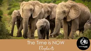 The Time is NOW - Elephants