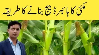 How to prepare Maize hybrid seed | Plant Clinics | Dr. Jamil Shafi