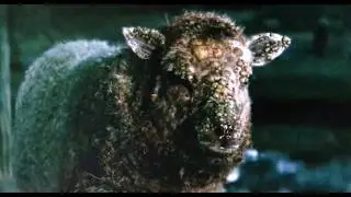Killer Sheep