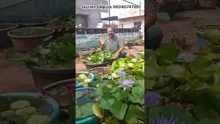 Winter Blooming of waterlily and lotus. Fertilizer training for lotus How to grow? garden wintercare