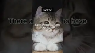 Cats do have 9 lives&hellip; #shorts #cat #cats #facts