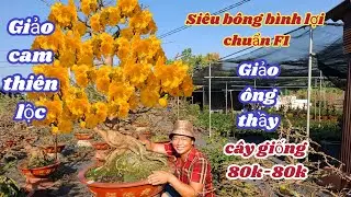02/02/2026💥Mai vàng chơi tết 2026-siêu bông bình lợi, giảo cam thiên lộc, giảo ông thầy chuẩn F1 80k