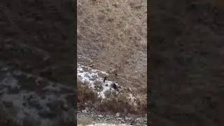 Wolf VS Dogs | Sub for more👍