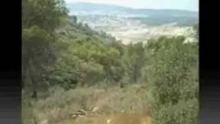 tzur hadassah short