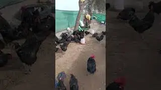 Live farm cleaning 16 jan 2026