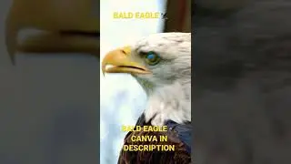 A BALD EAGLE 🦅 !