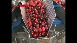 Yamato Dataweigh Omega multihead weighing cranberries
