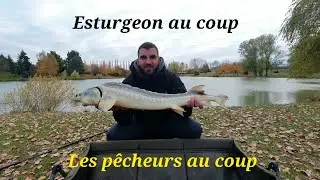 Esturgeon au coup - C-Drome Power Carp 5.50M