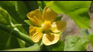 Abutilon theophrasti  velvetweed, China jute, crown weed, buttonweed, lantern mallow, butterprint, p