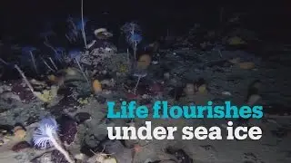 See rare footage of colourful marine life under Antarctica's ice sheet