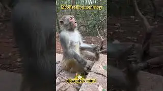 Meditating monk-ey&hellip;#meditation #monkey #peace #motivation