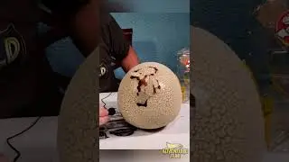 Jurassic World Dinosaur T-Rex Primal Hatch! Egg Hatching Real Live Baby T-Rex! #dinosaur #toys