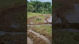 lapor ketua...joki traktor sawah #shorts